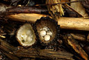 BUITEN BEELD Foto: 107020