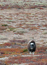 BUITEN BEELD Foto: 107076