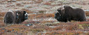 BUITEN BEELD Foto: 107079