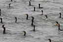 BUITEN BEELD Foto: 107218
