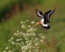 BUITEN BEELD Foto: 107307