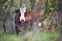 BUITEN BEELD Foto: 107385