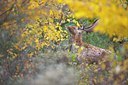 BUITEN BEELD Foto: 107396