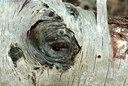 BUITEN BEELD Foto: 107426