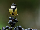 BUITEN BEELD Foto: 107459