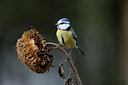 BUITEN BEELD Foto: 107537