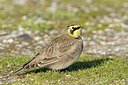 BUITEN BEELD Foto: 107586