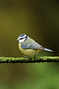 BUITEN BEELD Foto: 107599