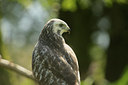 BUITEN BEELD Foto: 107647