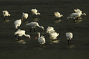 BUITEN BEELD Foto: 107687