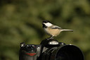 BUITEN BEELD Foto: 107753