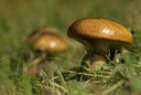 BUITEN BEELD Foto: 107756