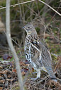 BUITEN BEELD Foto: 107757
