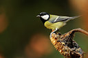 BUITEN BEELD Foto: 107773