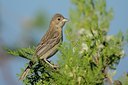 BUITEN BEELD Foto: 107857