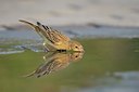 BUITEN BEELD Foto: 107860
