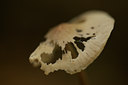 BUITEN BEELD Foto: 107968
