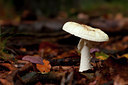 BUITEN BEELD Foto: 108063