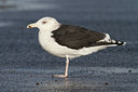 BUITEN BEELD Foto: 108129