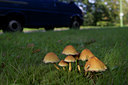BUITEN BEELD Foto: 108197
