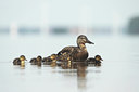 BUITEN BEELD Foto: 108445