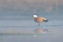 BUITEN BEELD Foto: 108465