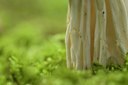 BUITEN BEELD Foto: 108475
