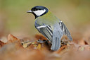 BUITEN BEELD Foto: 108509