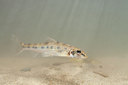 BUITEN BEELD Foto: 108535
