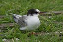 BUITEN BEELD Foto: 108549