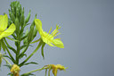 BUITEN BEELD Foto: 108568