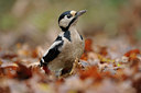 BUITEN BEELD Foto: 108590