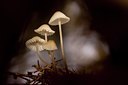 BUITEN BEELD Foto: 108599