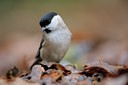 BUITEN BEELD Foto: 108612