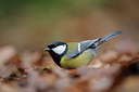 BUITEN BEELD Foto: 108614