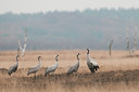 BUITEN BEELD Foto: 108666