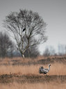 BUITEN BEELD Foto: 108668
