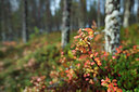 BUITEN BEELD Foto: 108703