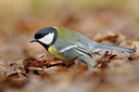 BUITEN BEELD Foto: 108728