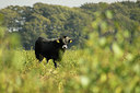 BUITEN BEELD Foto: 108840