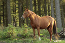 BUITEN BEELD Foto: 108844