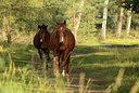 BUITEN BEELD Foto: 108848