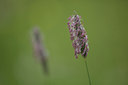 BUITEN BEELD Foto: 108932