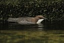 BUITEN BEELD Foto: 108981