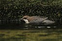 BUITEN BEELD Foto: 108985