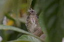 BUITEN BEELD Foto: 10436