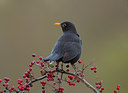 BUITEN BEELD Foto: 10457