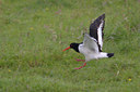 BUITEN BEELD Foto: 10467