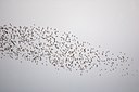BUITEN BEELD Foto: 10607