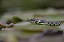 BUITEN BEELD Foto: 10622